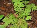 New York Fern / Thelypteris noveboracensis